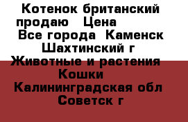 Котенок британский продаю › Цена ­ 3 000 - Все города, Каменск-Шахтинский г. Животные и растения » Кошки   . Калининградская обл.,Советск г.